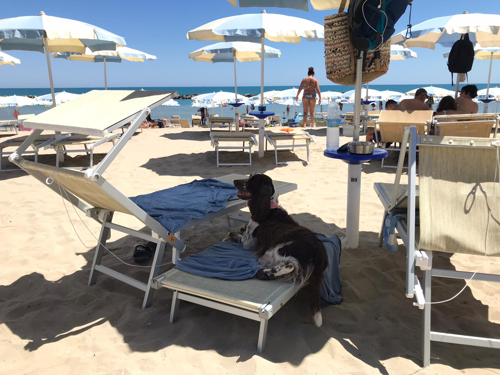 Vacanza al mare col tuo Cane in appartamento trilocale (4/6 posti)