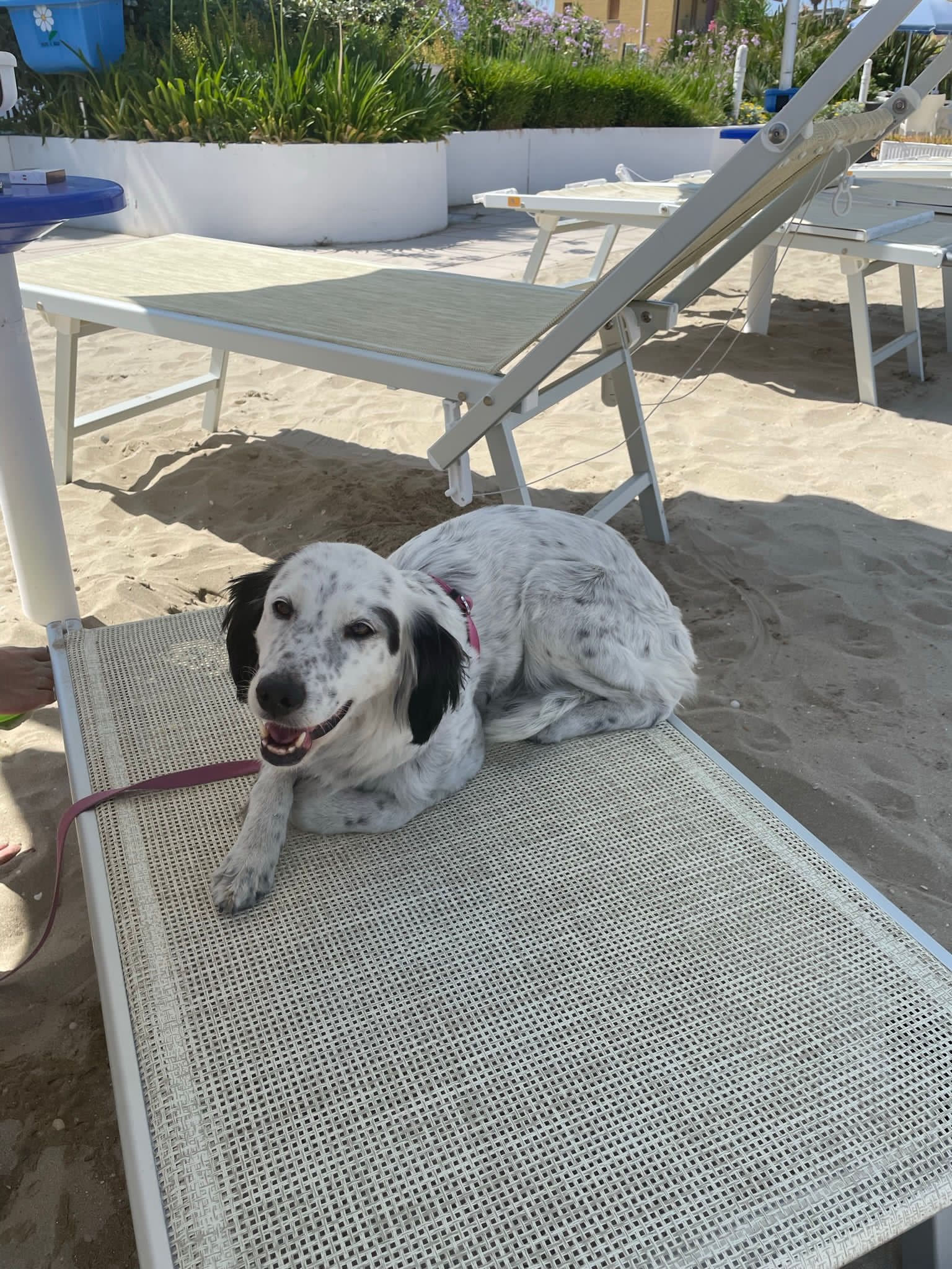 Offerta: Vieni al Mare col tuo Cane