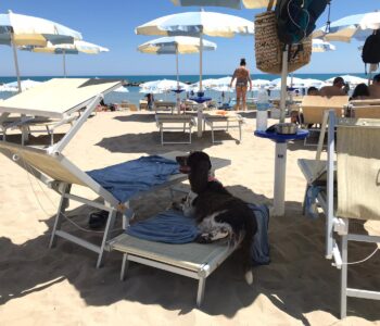 Vacanza al mare col tuo Cane in appartamento trilocale (4/6 posti)